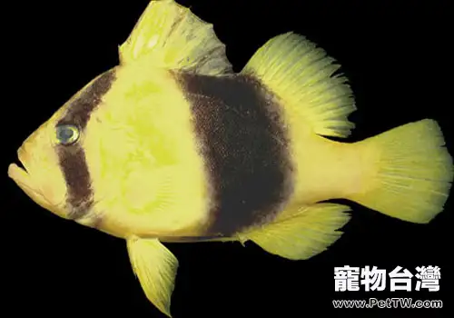 石鱸魚科海水魚飼養方法