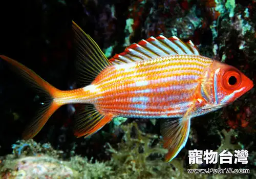 金鱗魚科海水魚飼養方法