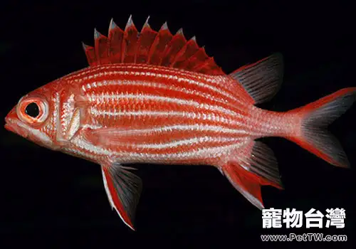 金鱗魚科海水魚飼養方法