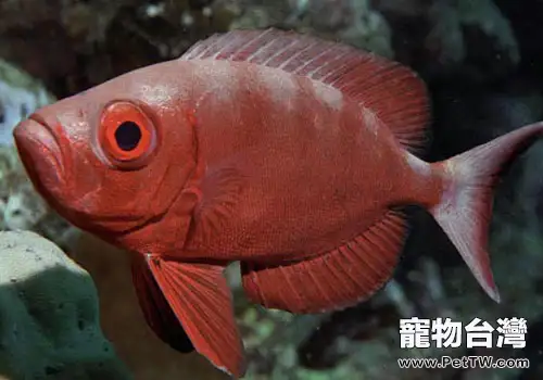 金鱗魚科海水魚飼養方法