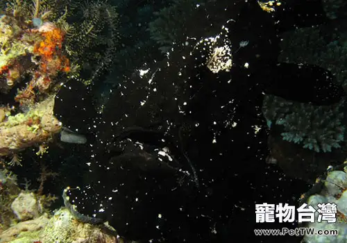 鮟鱇類海水魚飼養方法