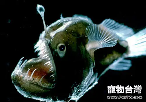 鮟鱇類海水魚飼養方法