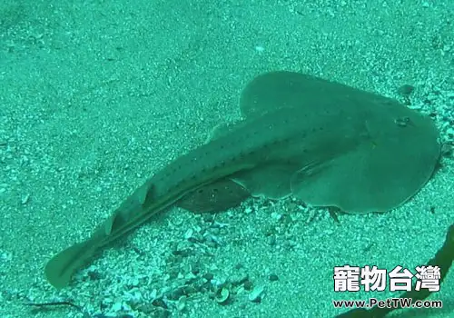 鰩魚科海水魚飼養方法