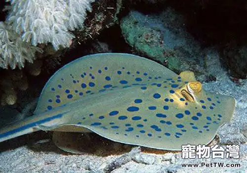 鰩魚科海水魚飼養方法