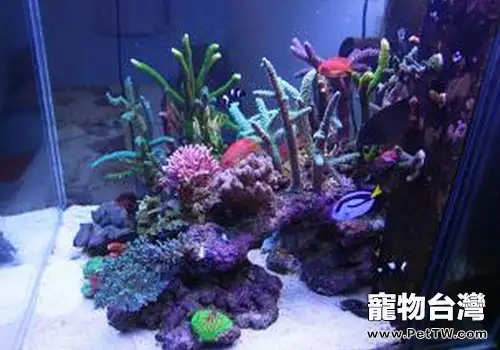 海水缸爆藻方法