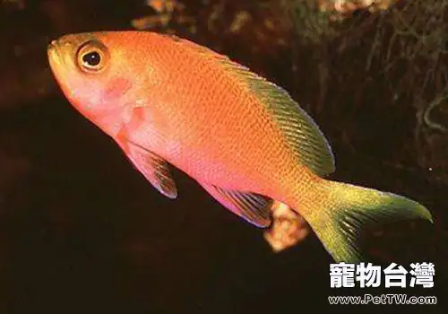 花鮨科海水魚飼養方法