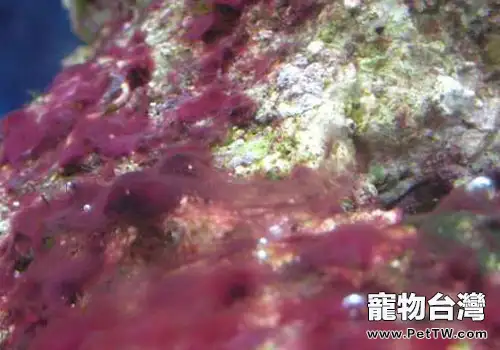 海水缸紅泥藻的處理及防治方法