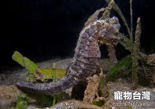 海馬科海水魚飼養方法