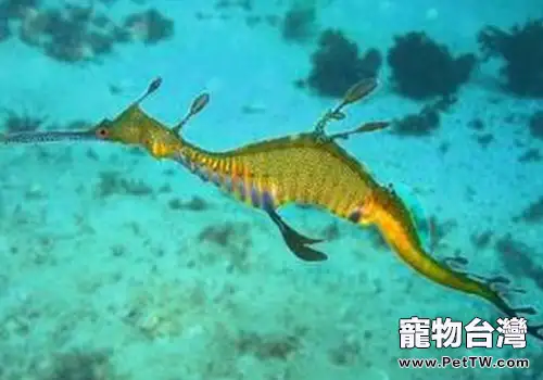 海馬科海水魚飼養方法