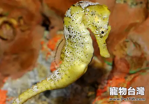 海馬科海水魚飼養方法