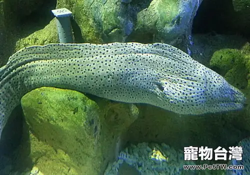 海鰻科海水魚飼養方法