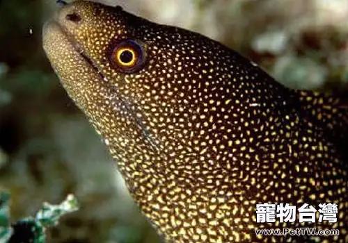 海鰻科海水魚飼養方法