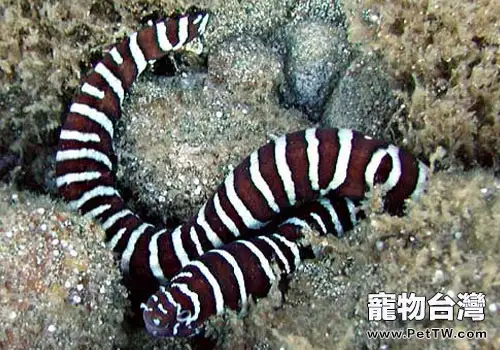 海鰻科海水魚飼養方法