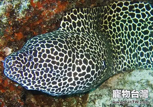 海鰻科海水魚飼養方法