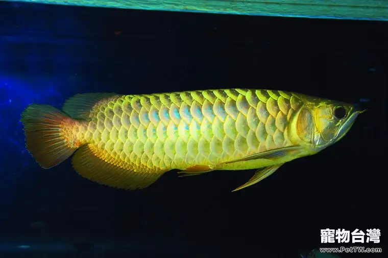 蜈蚣餵食龍魚的影響