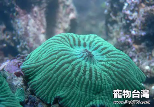 菇珊瑚飼養方法