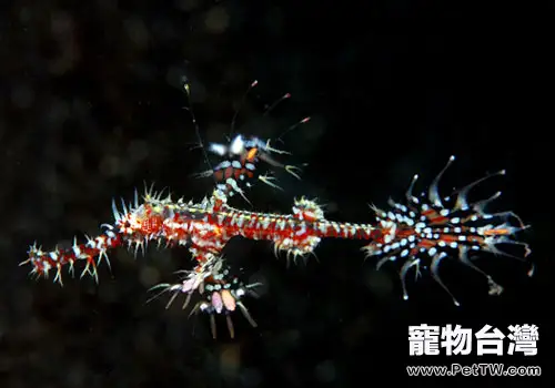 海龍科海水魚飼養方法