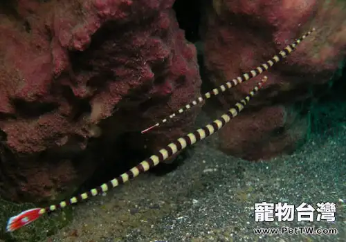 海龍科海水魚飼養方法