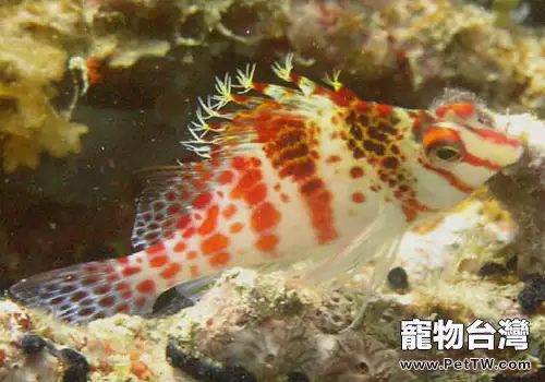 鷹魚科海水魚飼養方法