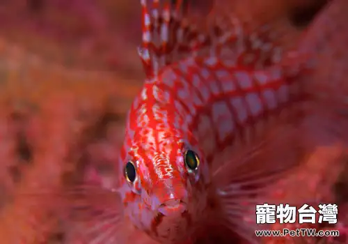 鷹魚科海水魚飼養方法