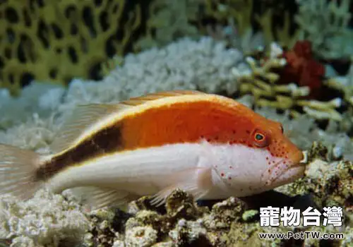 鷹魚科海水魚飼養方法