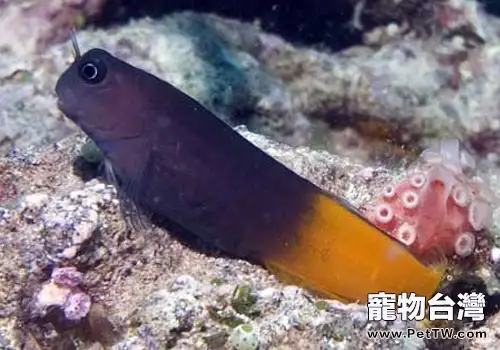 鳚科海水魚飼養方法