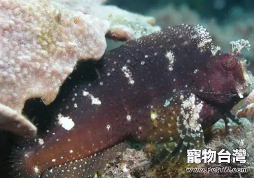 鳚科海水魚飼養方法