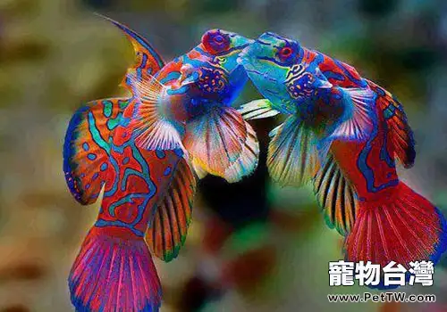 青蛙魚飼養方法(1圖)-寵物台灣