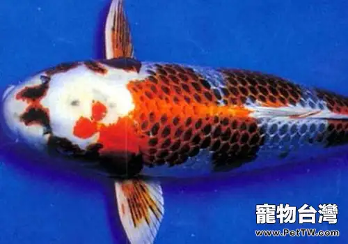 光寫錦鯉飼養方法(1圖)-寵物台灣