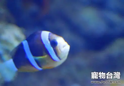 小丑魚飼養方法(1圖)-寵物台灣