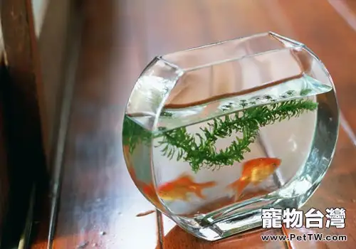 漂亮美觀的魚缸怎麼選？