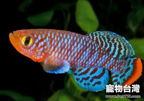 鳉魚飼養方法