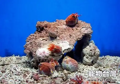 水族中珊瑚的清洗與使用方法
