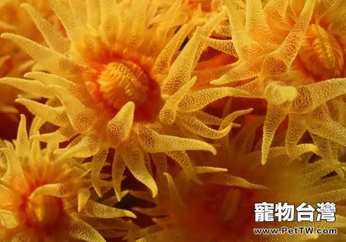 海葵如何飼養?(1圖)-寵物台灣