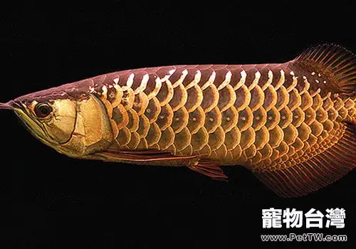 養龍魚要用多大的魚缸?