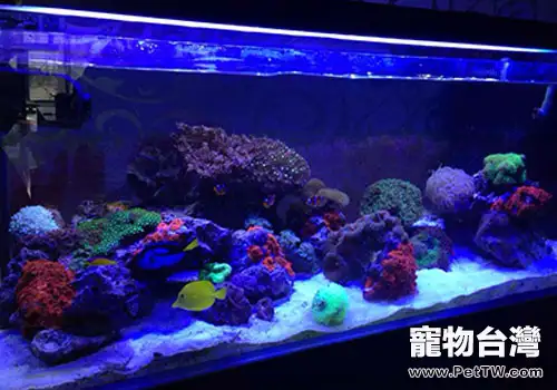 海水缸停電怎麼辦？