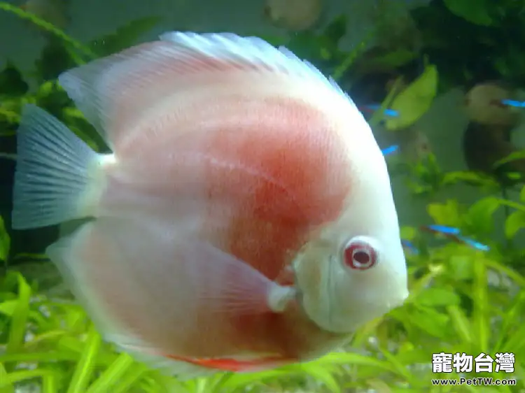 餵食七彩神仙魚的注意事項