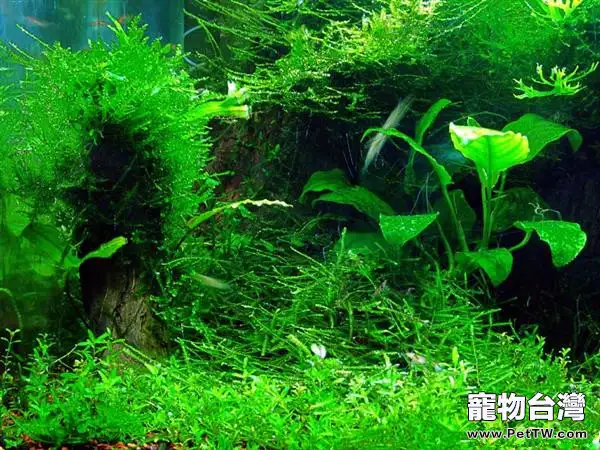 水族箱換水的頻率問題解析