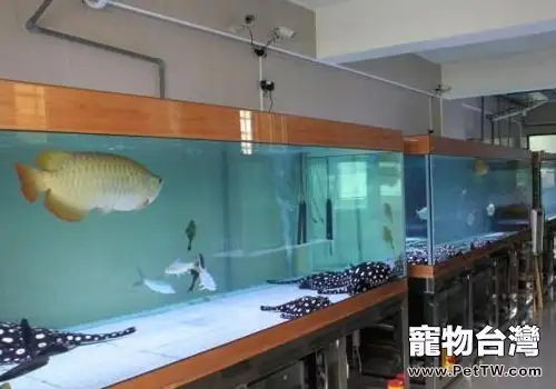  魟魚魚缸的尺寸怎麼選？