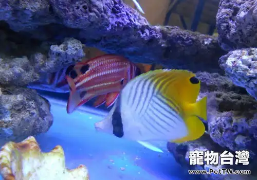 海水魚缸怎麼清潔？