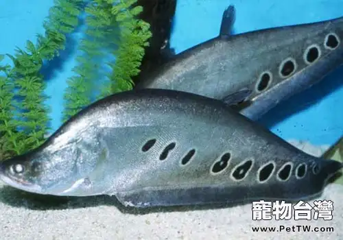 刀魚科淡水魚飼養方法