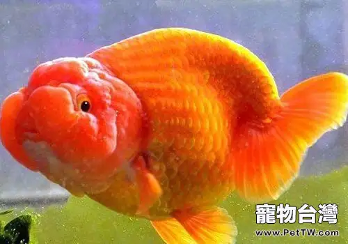 蘭壽淡水魚鑒賞方法