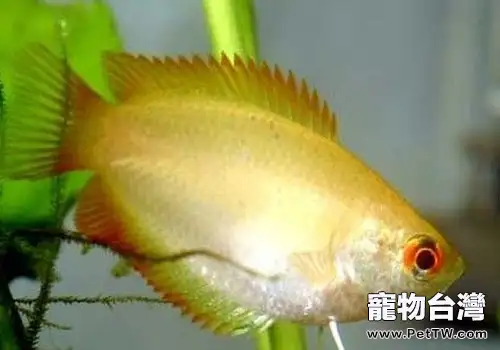 麗麗魚飼養方法