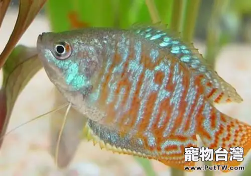 麗麗魚飼養方法