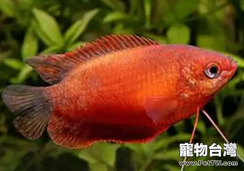 麗麗魚飼養方法