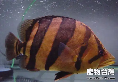 虎魚飼養方法