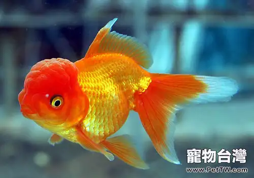 教你如何辨別金魚的雌雄 