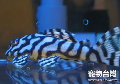 熊貓異形魚飼養方法