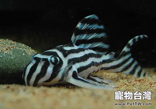 熊貓異形魚飼養方法