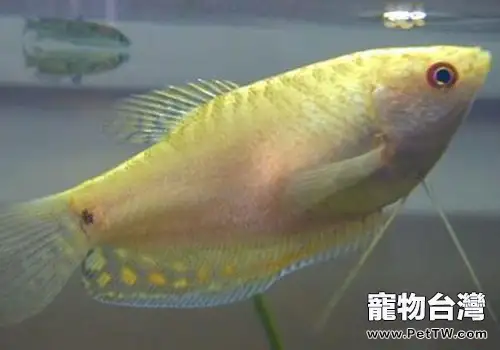 曼龍魚飼養方法